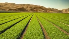 خمس طرق مبتكرة لجعل الزراعة أكثر احتراما للكوكب