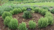 ليديك .. إدراج الفضاء التجريبي للزراعة الحضرية بمحطة تصفية المياه العادمة لمديونة