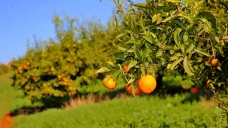 شـح الميــاه يدفـع فلاحـي تارودانـت للتخلـي عن 4000 هكتــار من ضيعـات الحوامـض