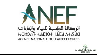 الحملة التحسيسية لحماية شجرة البلوط الفليني