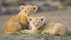 ولادة شبل من فصيلة أسود الأطلس بحديقة الحيوانات بالرباط