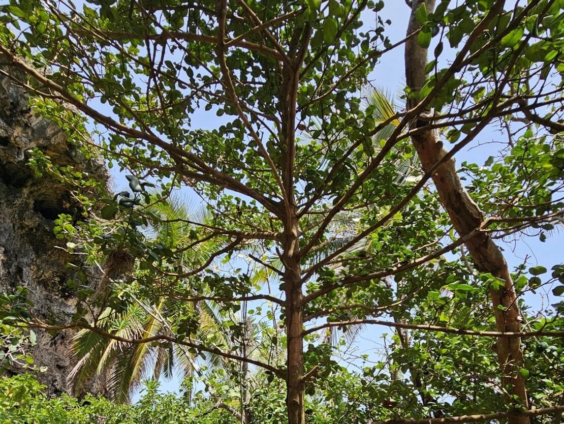 تقرير جديد: 38% من أنواع الأشجار في العالم مهددة بالإنقراض