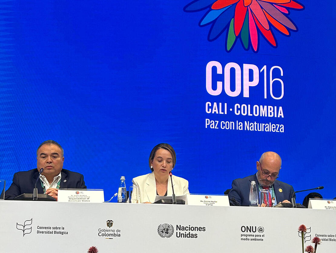 گريتل أگيلار ، المديرة العامة للاتحاد الدولي لحماية الطبيعة، في فعاليات الكوب16 للتنوع البيولوجي 