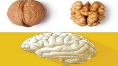 دراسة : يمكن للجوز أن يبطئ التدهور المعرفي