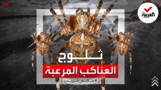 فيديو: ظاهرة موسم العناكب في استراليا