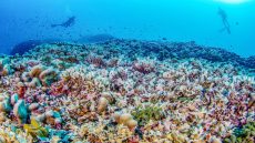 اكتشاف أكبر مرجان في العالم بجزر سليمان