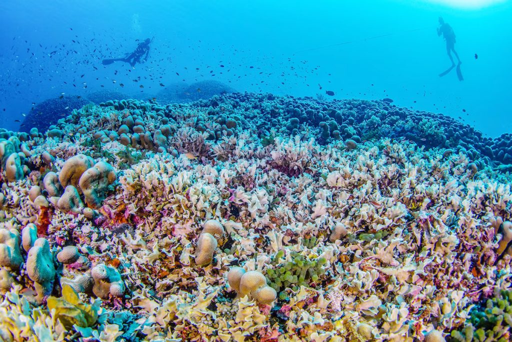 اكتشاف أكبر مرجان في العالم بجزر سليمان