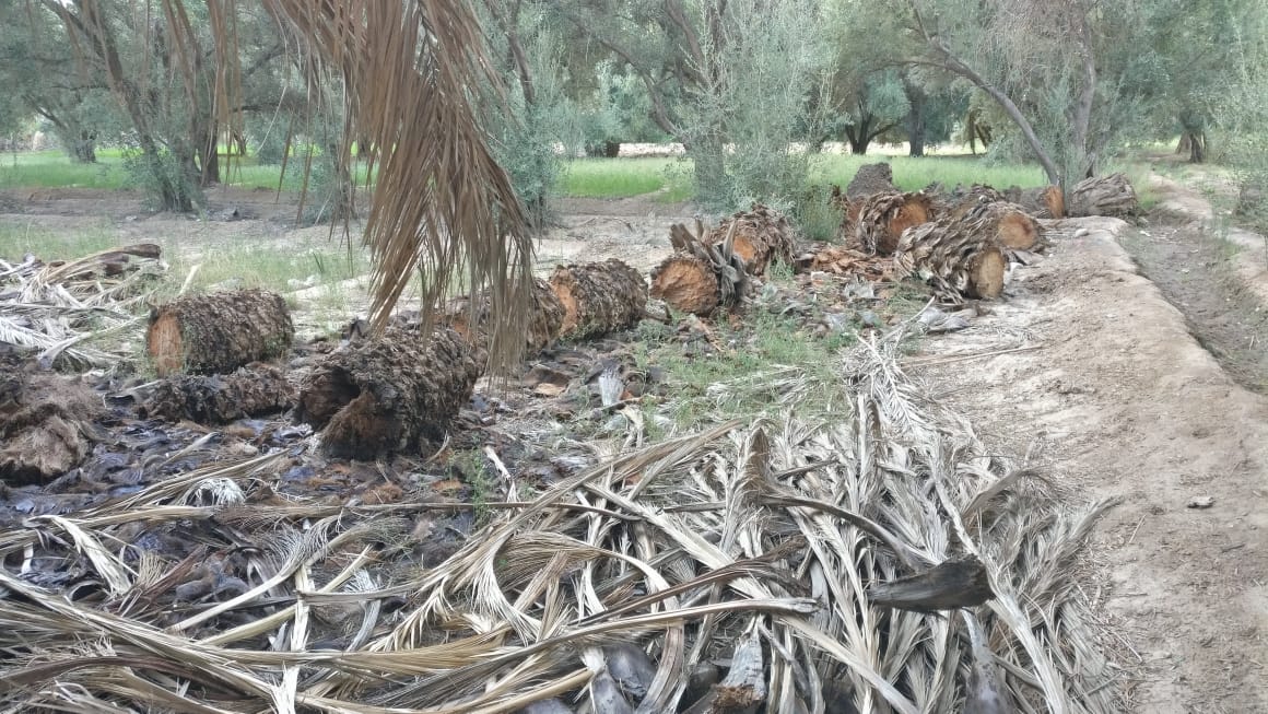 جمعية أصدقاء البيئة بزاكورة تراسل عامل الإقليم وجهات قضائية بشأن اقتلاع أشجار النخيل