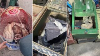 صورة للحيوانات التي كانت موضوع اتجار غير مشروع