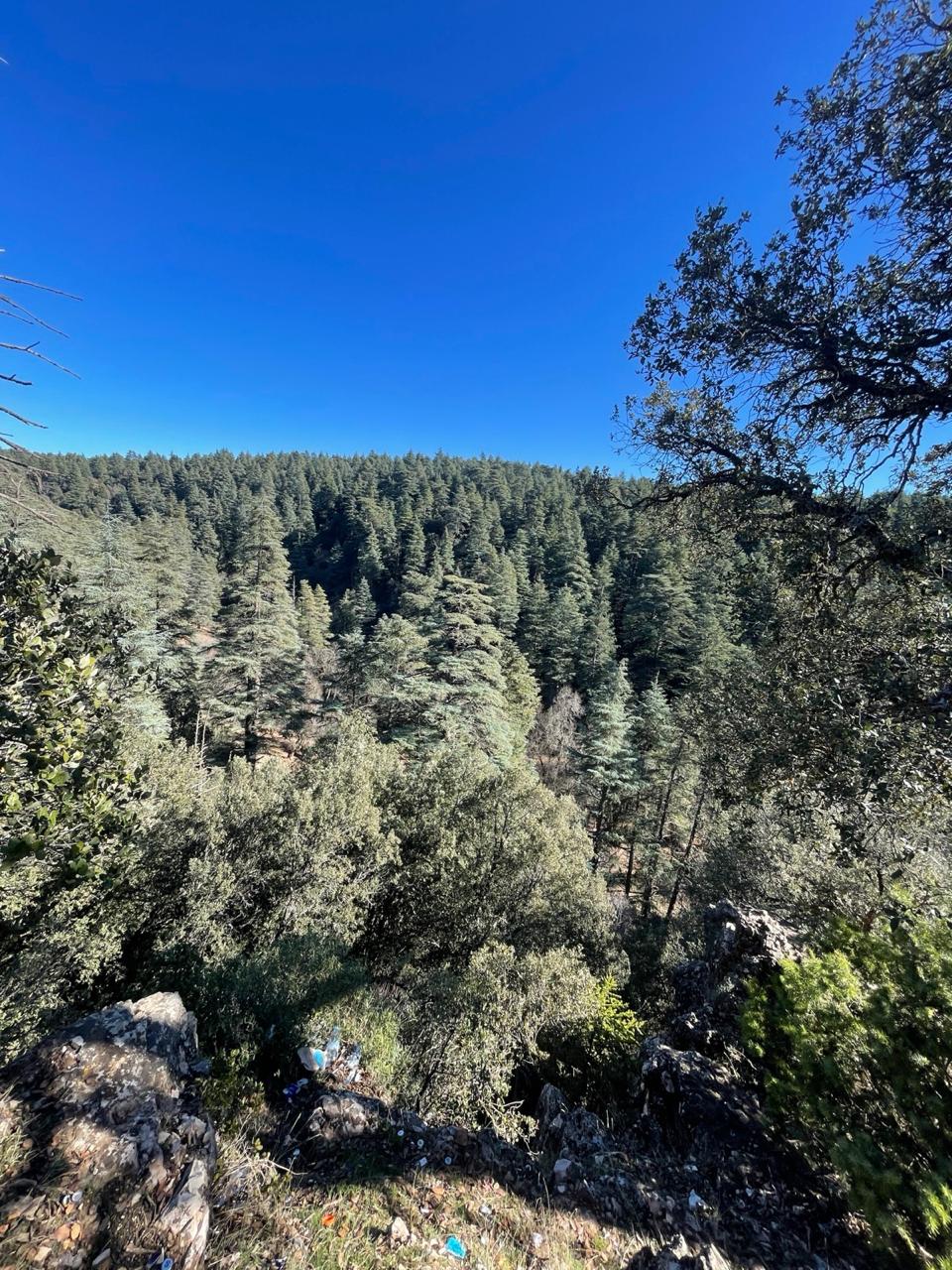 جمعيات بيئية تلتئم بإفران للحوار حول المحافظة على أرز الأطلس المتوسط