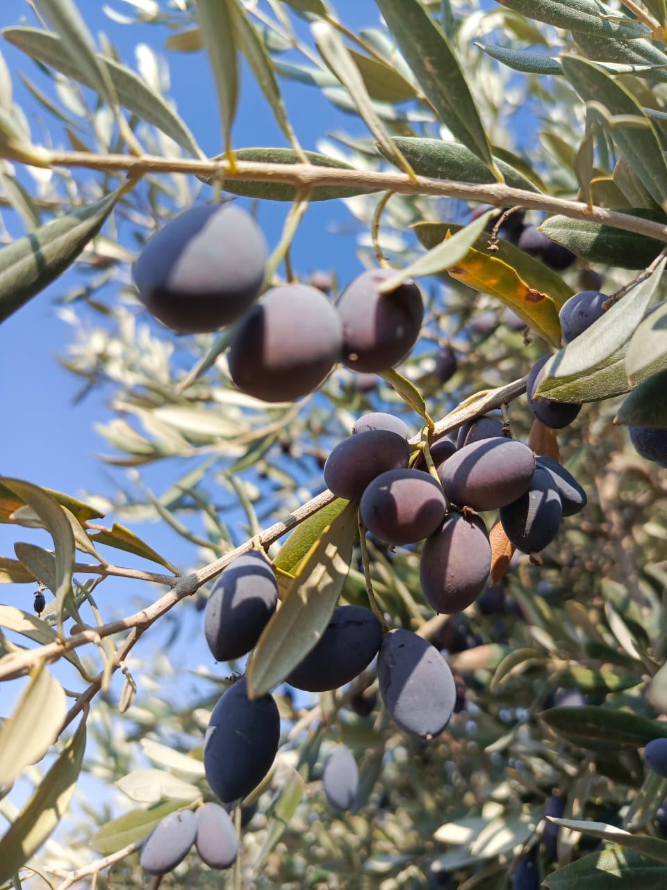 عيد الزيتون 2024- الكورة والزيتون توأمان