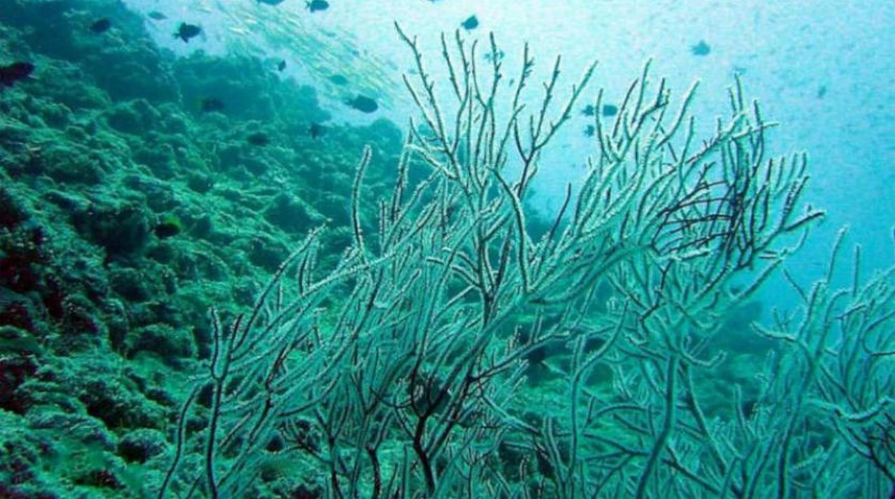 الأعشاب البحرية..فرصة ذهبية لمستقبل مستدام