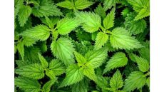 “الحريگة” كنز غذائي مغربي يعزز المناعة والطاقة في فصل الخريف