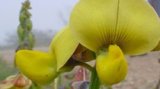 السعودية: اكتشاف نباتات نادرة