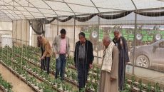 مصر.. المائدة المستديرة الأولى لمستقبل الزراعة 