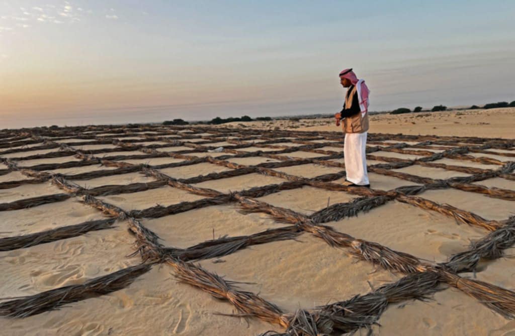 هل تنجح حواجز سعف النخيل في حماية الواحات الصحراوية بالسعودية ؟