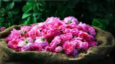 اليونيسكو..ورد الطائف ضمن لائحة التراث الثقافي