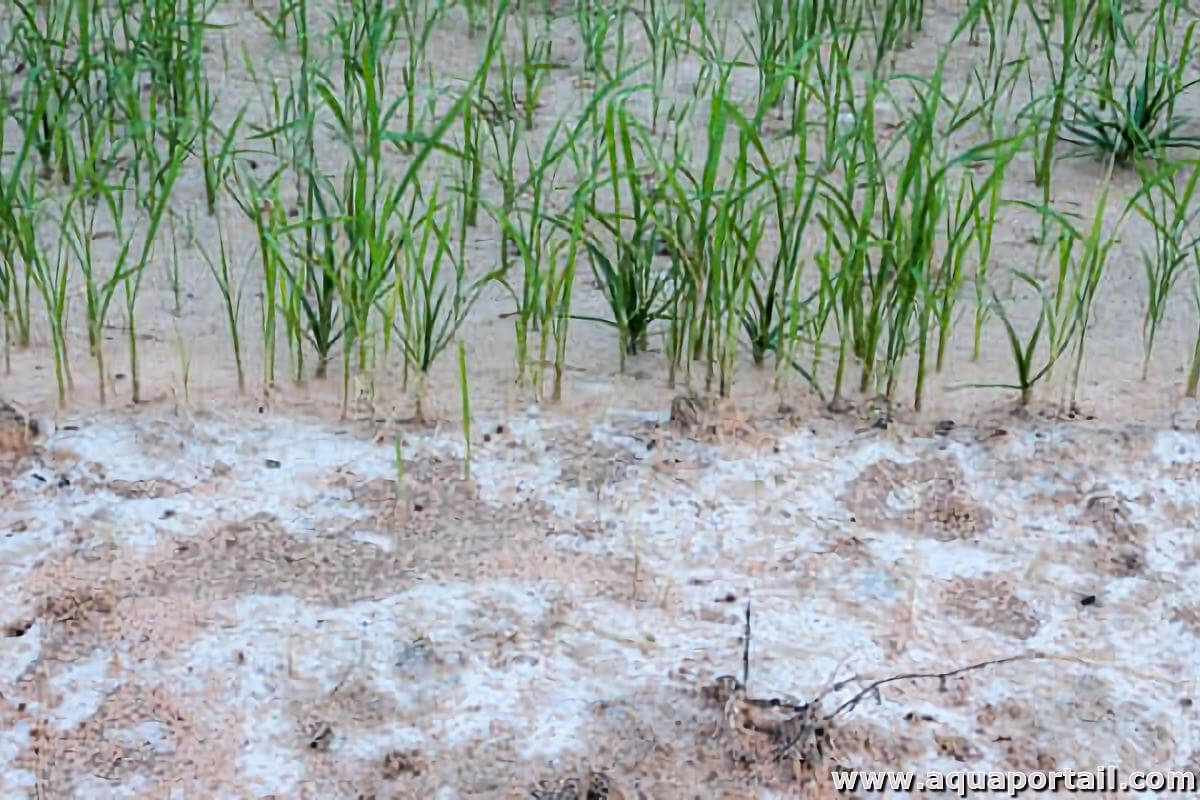 منظمة “الفاو” تطلق تحذيرا حول ملوحة الأرض