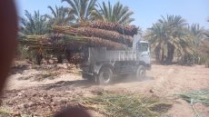 ابتدائية زاكورة تدين متهمين بنقل نخلات التمر وحقوقيون يطالبون بالتصدي لظاهرة تهريب النخيل 