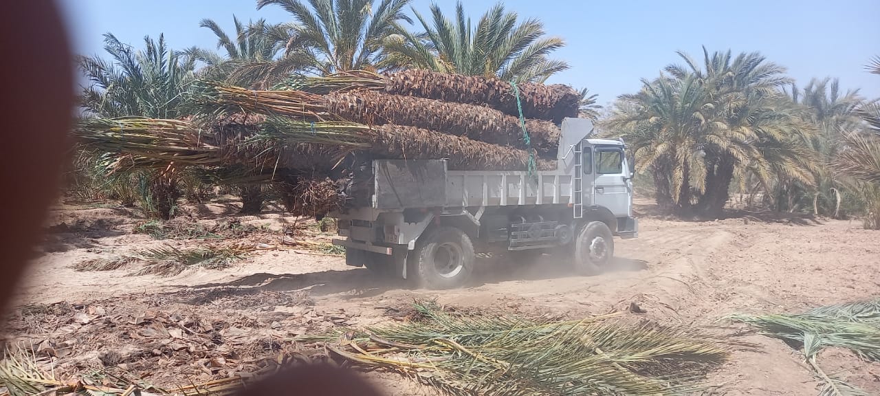 ابتدائية زاكورة تدين متهمين بنقل نخلات التمر وحقوقيون يطالبون بالتصدي لظاهرة تهريب النخيل 