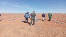 زاكورة ..دوريات للسلطات المحلية تراقب امتثال  الفلاحين لقرار تقنين زراعة البطيخ 