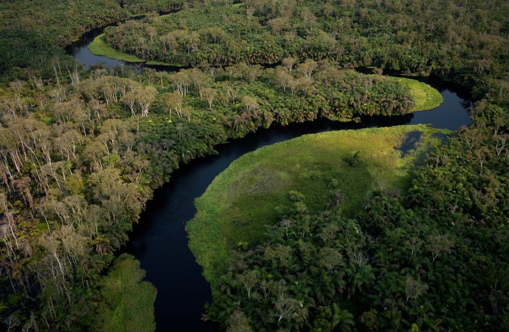 دافوس..الإعلان عن إنشاء أكبر محمية للغابات الاستوائية في العالم
