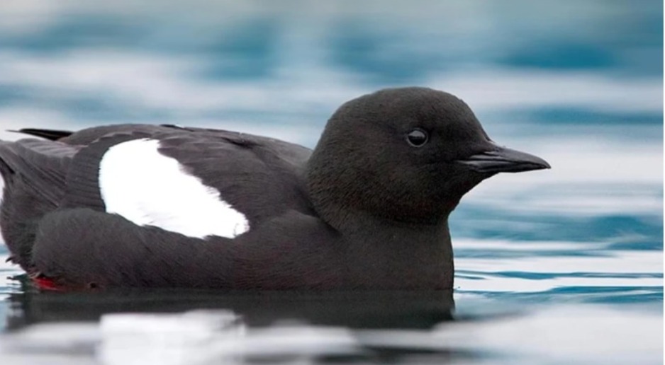 ألاسكا..ما السبب في نفوق ملايين طيور الغلموت ؟