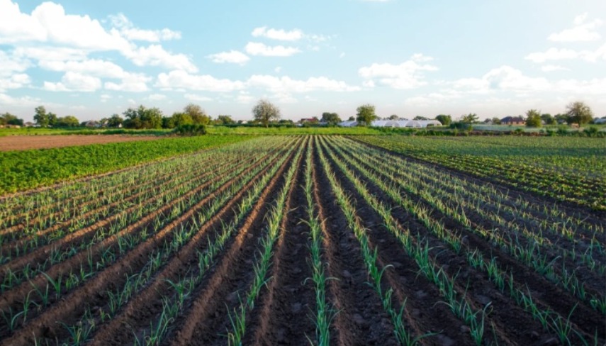 دراسة أكاديمية بسنغافورة..المغرب رائد في الزراعة التجديدية