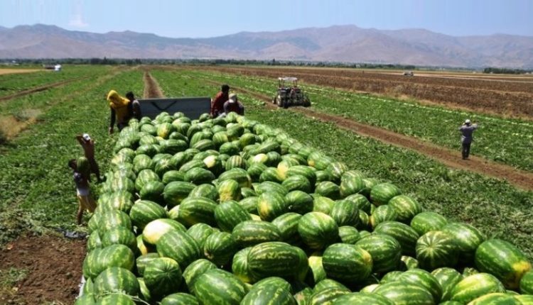 زراعة البطيخ..سلطات إقليم زاݣورة تباشر تطبيق القرار العاملي في حق المخالفين