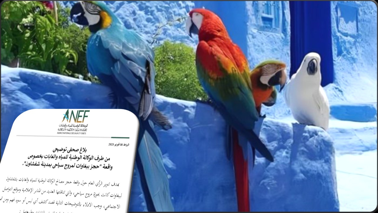 واقعة حجز ببغاوات بشفشاون.. وكالة المياه والغابات توضح