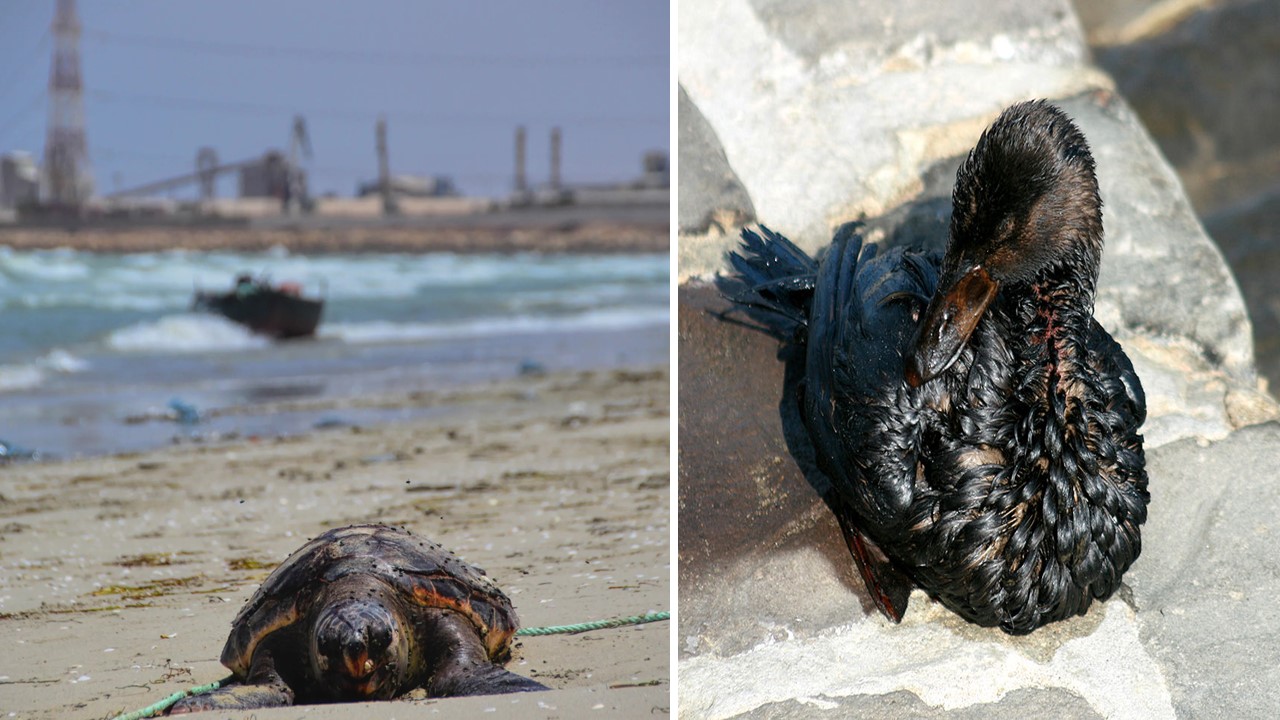 أثر التسربات النفطية.. بين التهديدات البيئية وجهود الإنقاذ