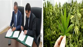 جامعة عبد المالك السعدي تعزز تعاونها البحثي حول القنب الهندي باتفاقية جديدة