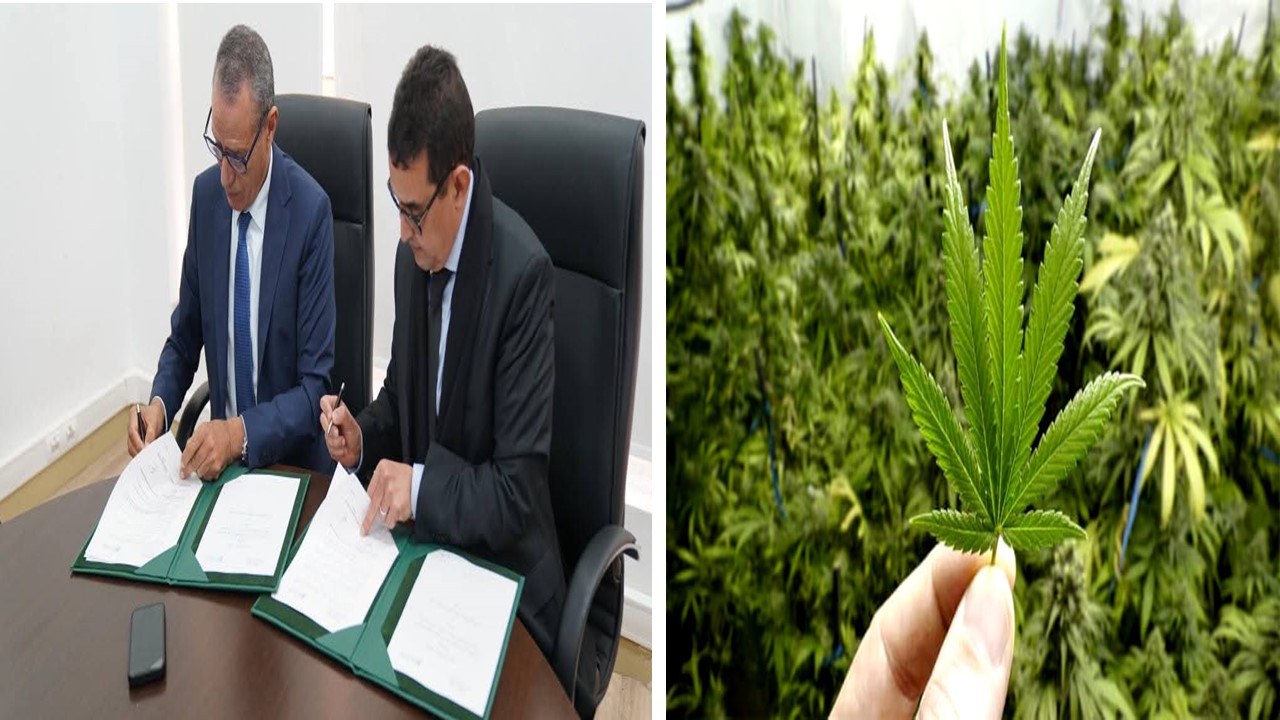 جامعة عبد المالك السعدي تعزز تعاونها البحثي حول القنب الهندي باتفاقية جديدة