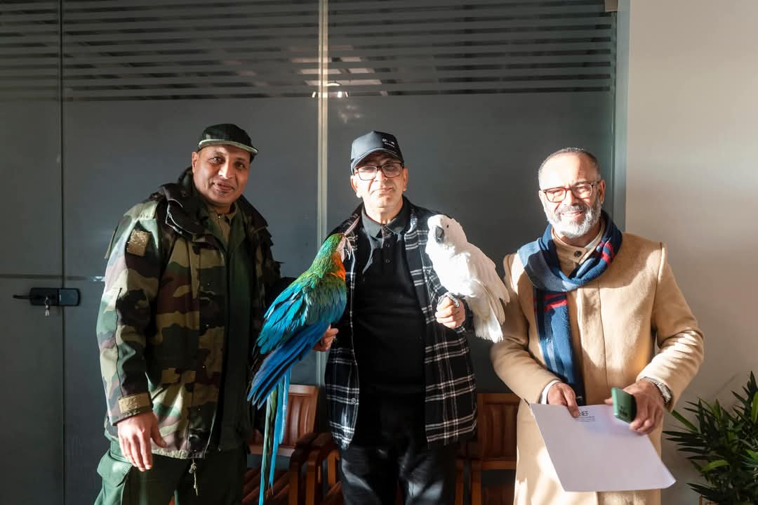 الوكالة الوطنية للمياه والغابات تقوم بتسوية وضعية ببغاوات شفشاون