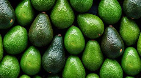 المغرب.. زيادة ملحوظة في زراعة “الأفوكا” وصادراتها يتوقع أن يصل المحصول إلى حوالي 90 ألف طن