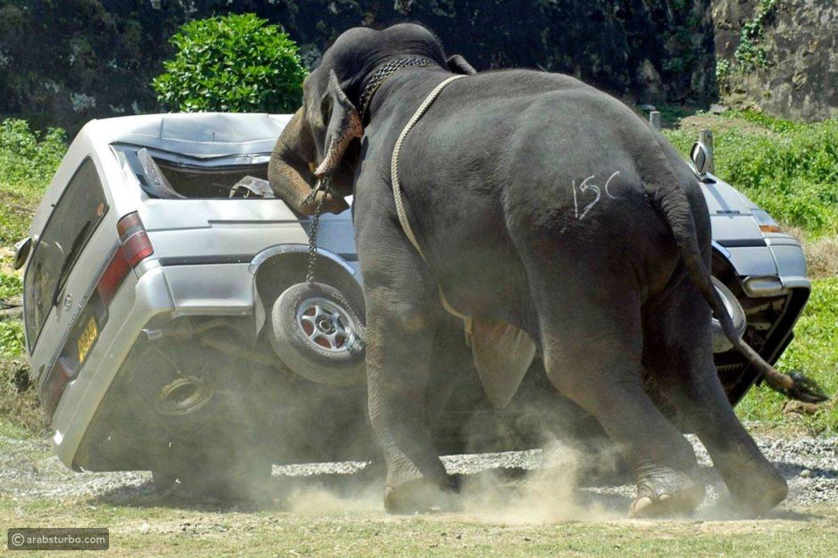 التعايش المشترك..نيبال تبحث عن حلول للتصدي لهجومات الفيلة