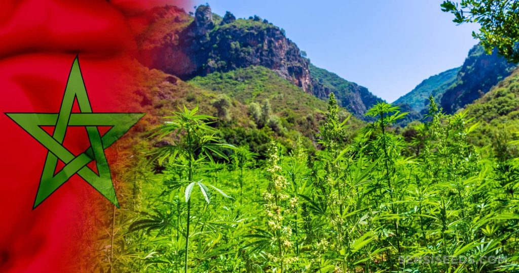 المغرب يصدر أول شحنة من الحشيش الطبي إلى سويسرا