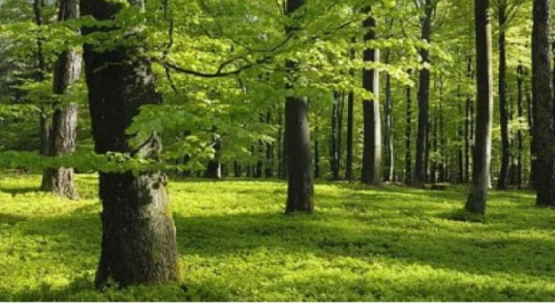  تخليد الوكالة الوطنية للمياه والغابات لليوم العالمي للغابات