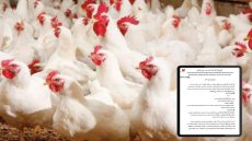 ارتفاع أسعار الدجاج.. المضاربون والمحاضن في قفص الاتهام