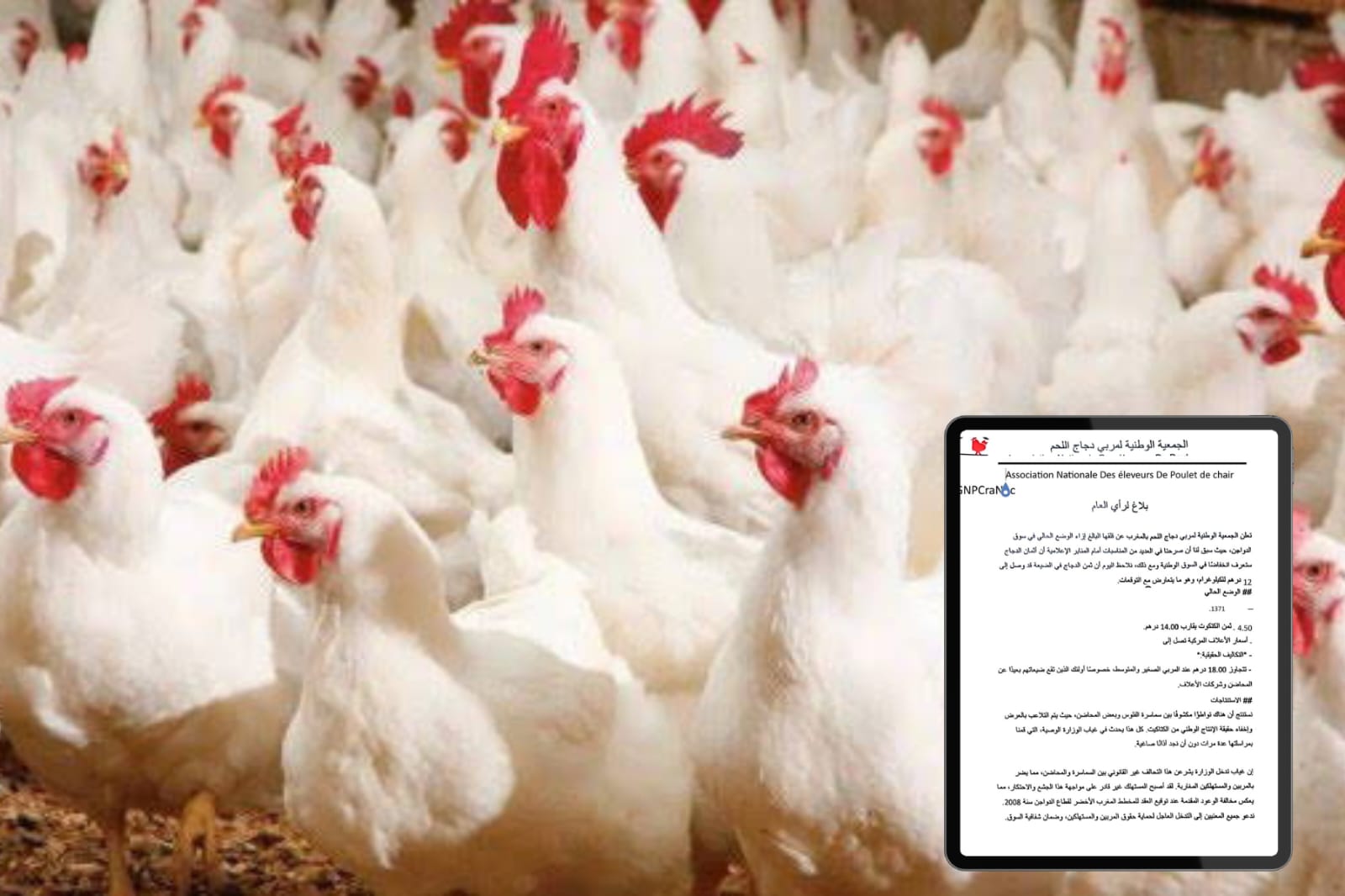 ارتفاع أسعار الدجاج.. المضاربون والمحاضن في قفص الاتهام