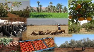 المركز المغربي للظرفية..إصدار جديد حول تحديات الفلاحة المغربية وإصلاحاتها