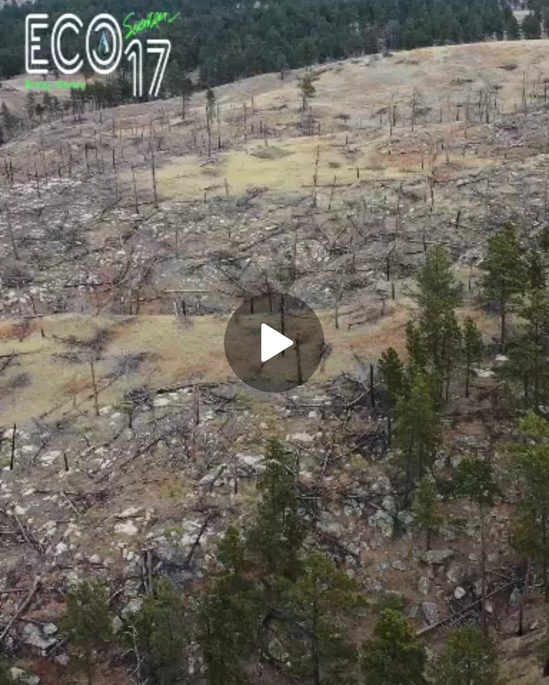 فيديو: لنكف عن قطع الأشجار التي تظللنا