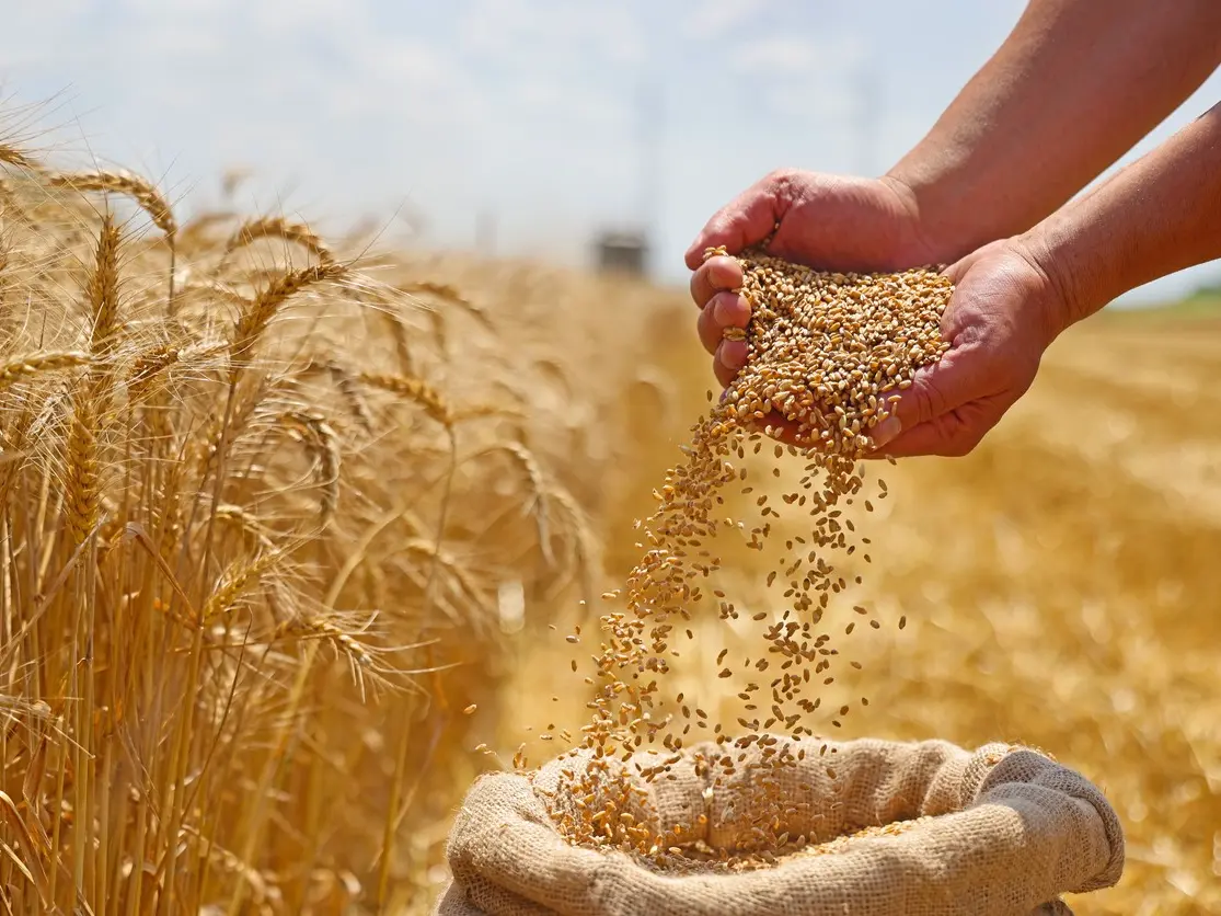 المغرب يمدد دعم واردات القمح اللين حتى نهاية 2025 بسبب تداعيات الجفاف