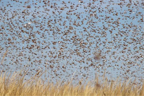 آفة الجراد الصحراوي المهاجر بين التحديات الطبيعية والمناخية