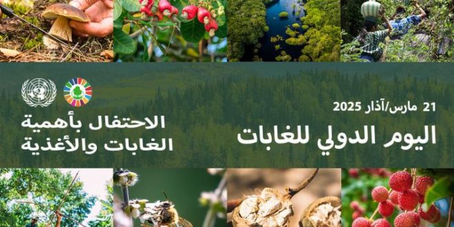 يوسف كمري يكتب .. المرأة في المجتمعات القروية وأدوارها في ترشيد استغلال الموارد الغابوية