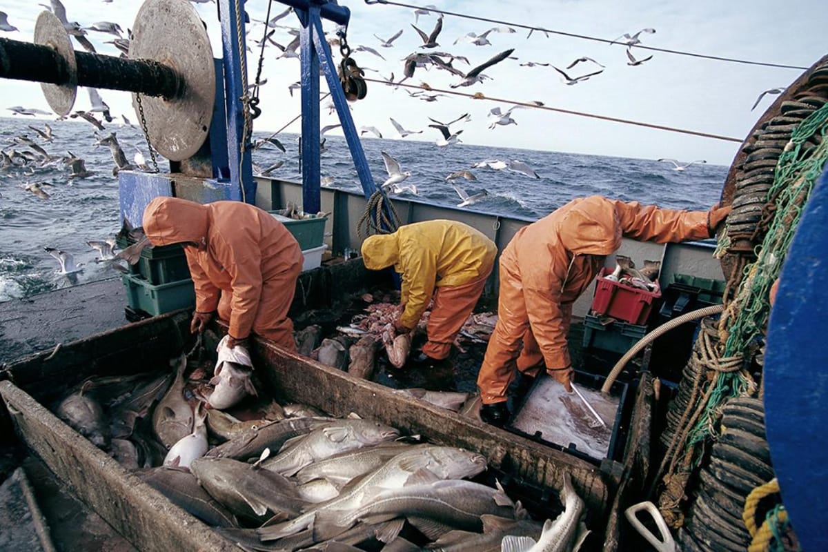 زيادة ملحوظة في مفرغات الصيد بالموانئ المتوسطية