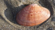 وزارة الفلاحة..تقرر السماح بصيد القواقع البحرية