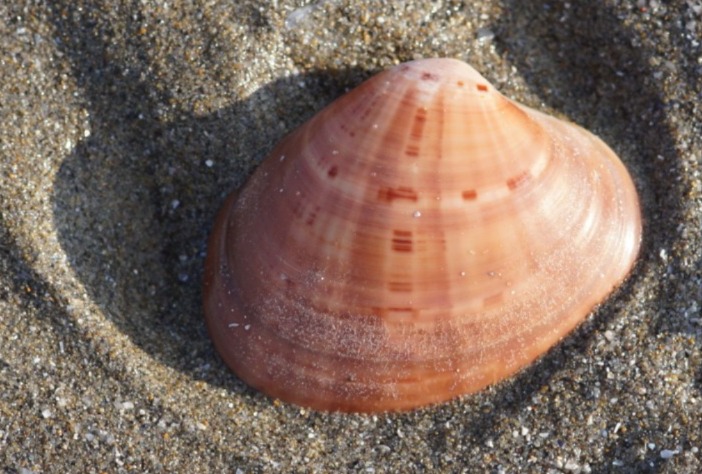 وزارة الفلاحة..تقرر السماح بصيد القواقع البحرية