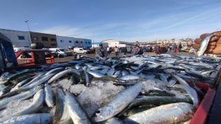 مبادرة الحوت بثمن معقول تزود 1000 نقطة بيع في 42 منطقة