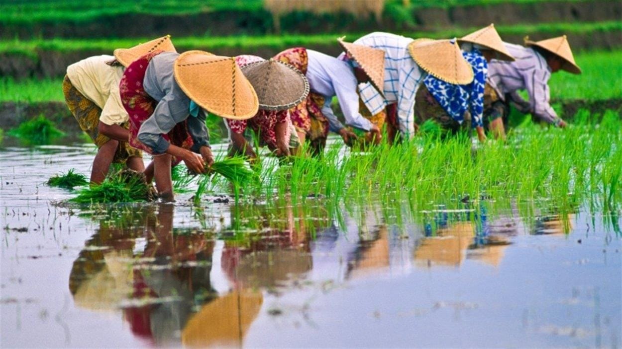 التغير المناخي يتسبب في فقدان الأرز الصيني والياباني نكهته